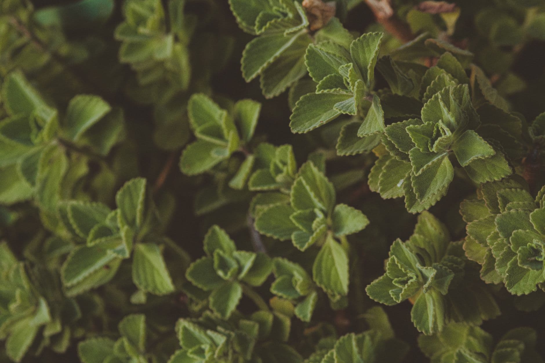 La ruda, la planta que la medicina tradicional mexicana usa pero los médicos advierten evitar