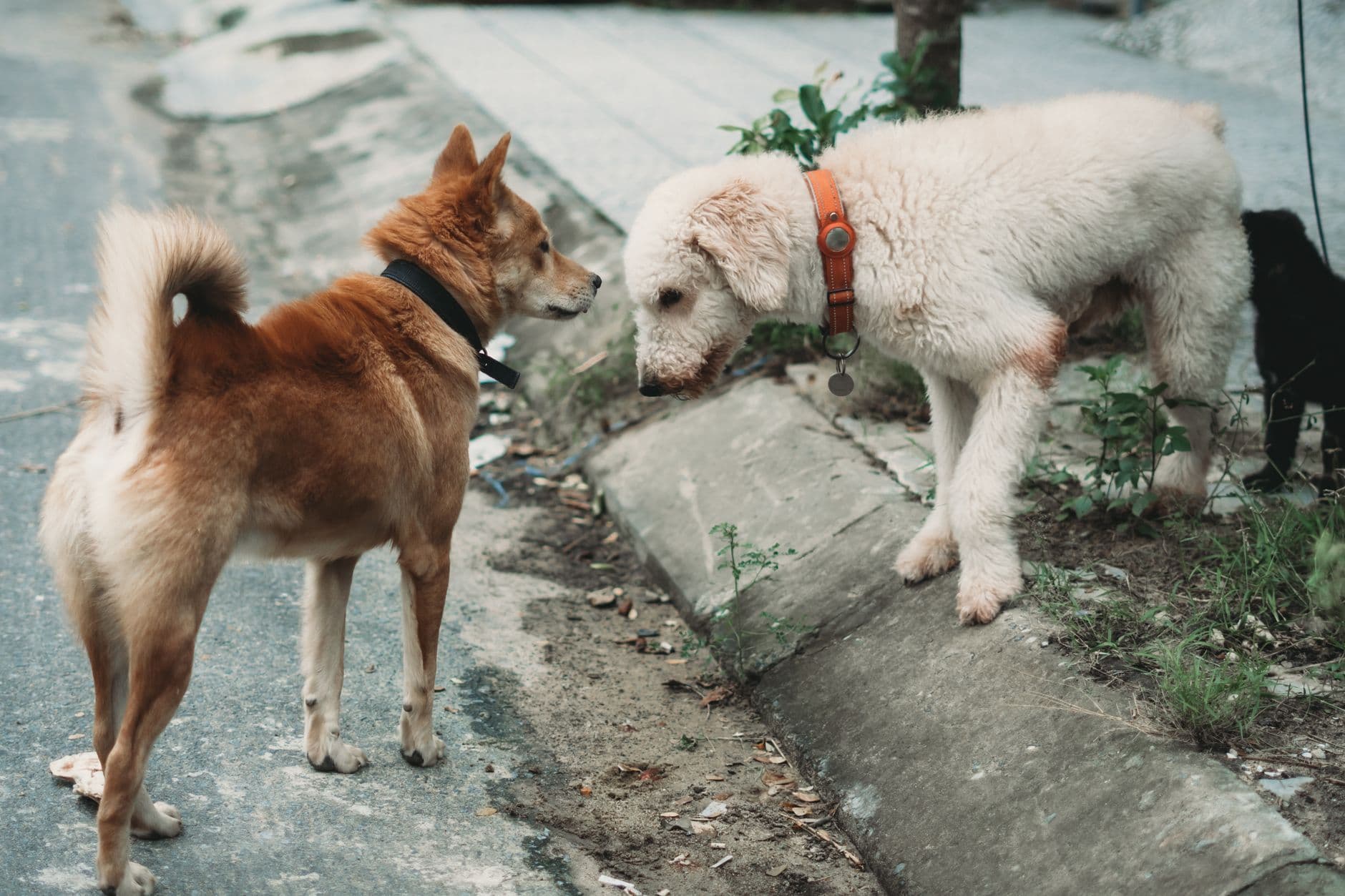 Por qué recibir a tu perro con euforia puede perjudicar su salud emocional, según un experto