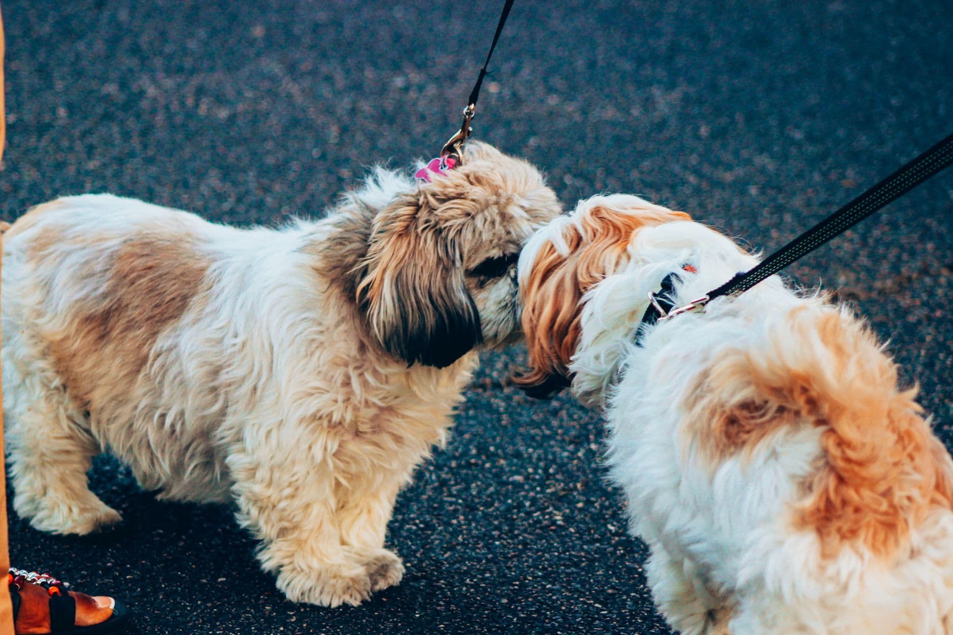 Por qué recibir a tu perro con euforia puede perjudicar su salud emocional, según un experto