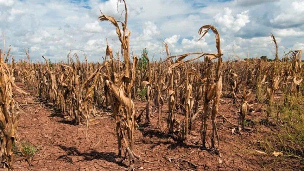 Sequía en Uruguay: productores alertan por fuertes pérdidas en maíz y soja